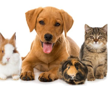 PET and Misc